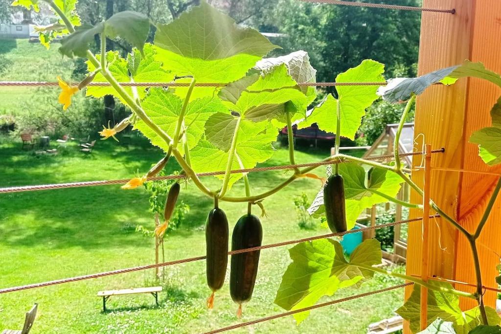 Ferienglueck Im Schwarzwald Lejlighed Zimmern ob Rottweil Eksteriør billede