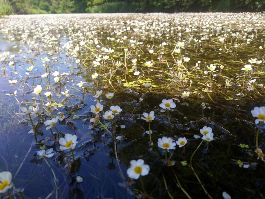 Ferienglueck Im Schwarzwald Lejlighed Zimmern ob Rottweil Eksteriør billede